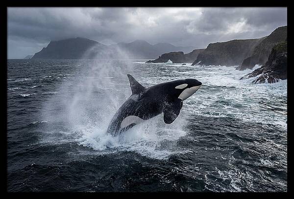 Orca Breaching In Majestic Waters