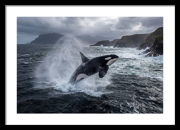 Orca Breaching In Majestic Waters