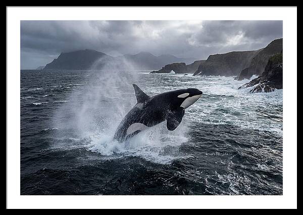 Orca Breaching In Majestic Waters
