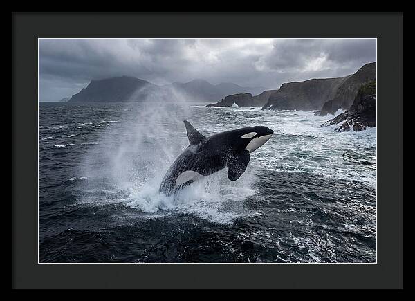 Orca Breaching In Majestic Waters