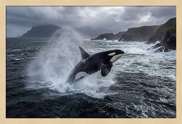 Orca Breaching In Majestic Waters