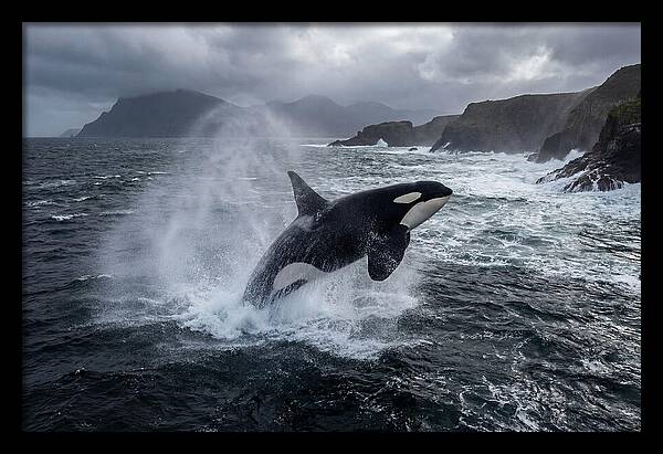 Orca Breaching In Majestic Waters