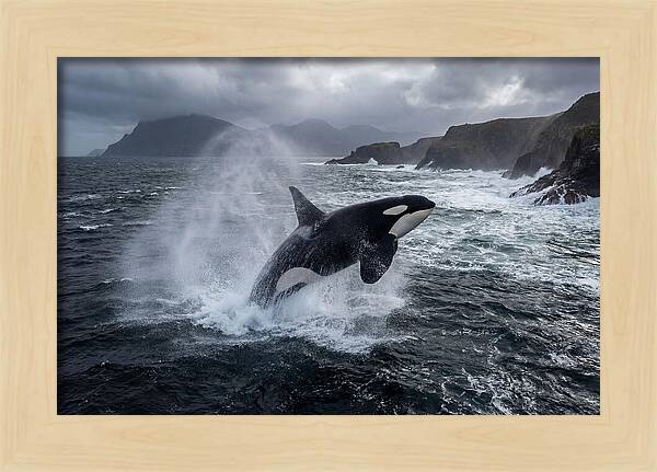 Orca Breaching In Majestic Waters