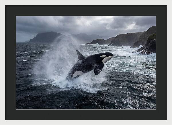 Orca Breaching In Majestic Waters