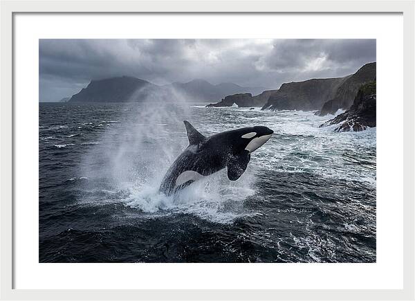 Orca Breaching In Majestic Waters
