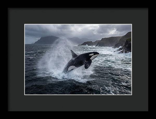 Orca Breaching In Majestic Waters
