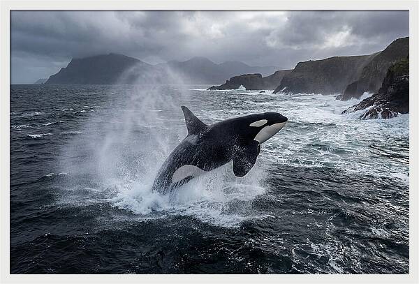 Orca Breaching In Majestic Waters