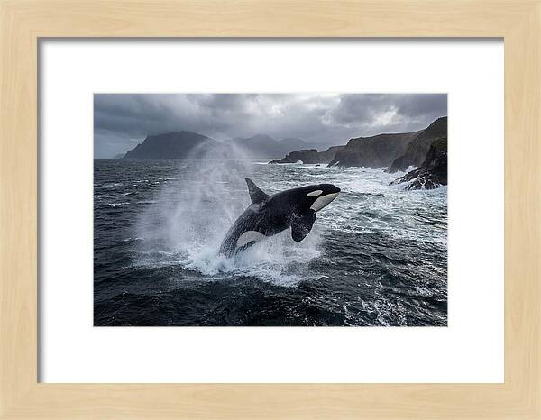 Orca Breaching In Majestic Waters