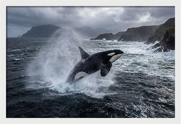 Orca Breaching In Majestic Waters