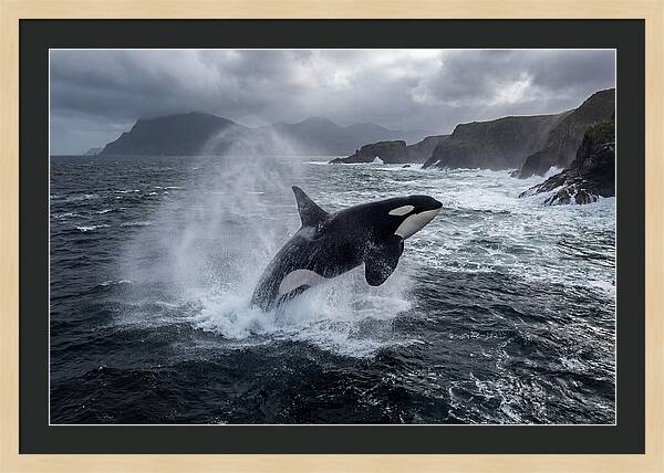 Orca Breaching In Majestic Waters