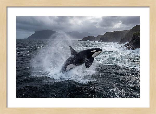 Orca Breaching In Majestic Waters