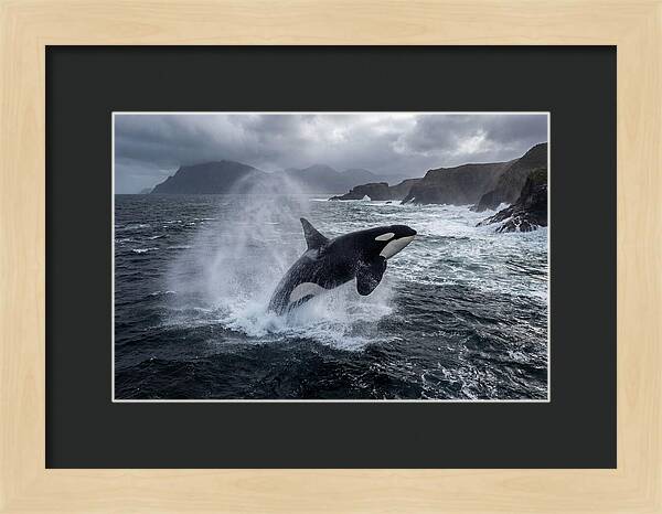Orca Breaching In Majestic Waters