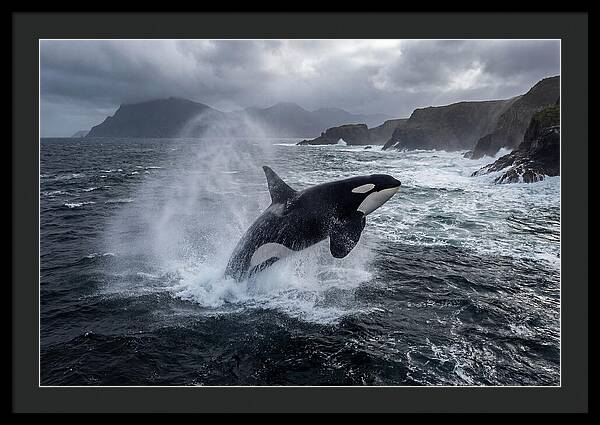 Orca Breaching In Majestic Waters