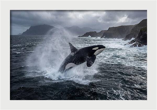Orca Breaching In Majestic Waters