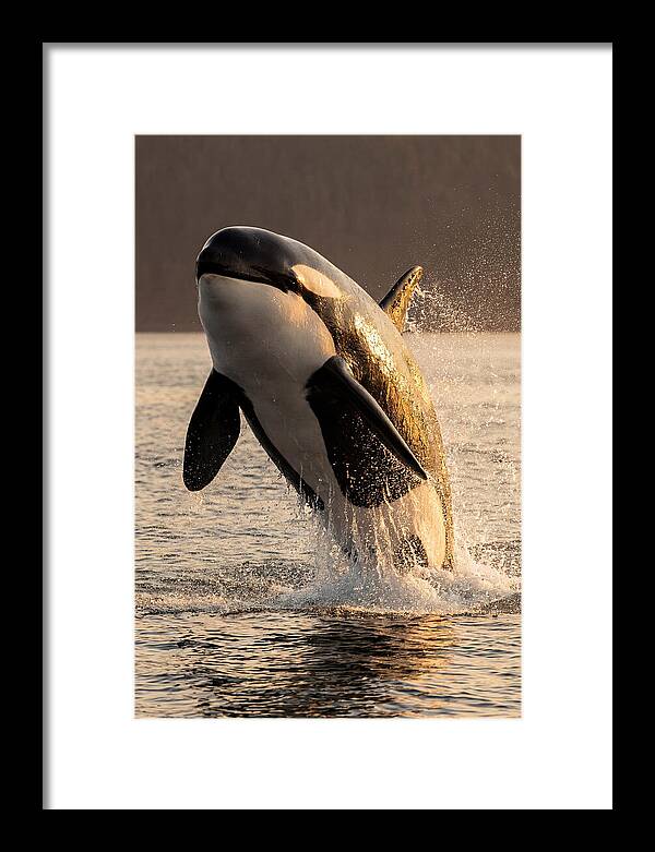 Orca Breaching In Sunset