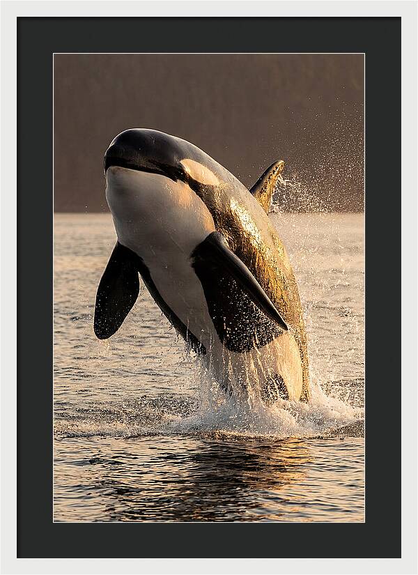 Orca Breaching In Sunset