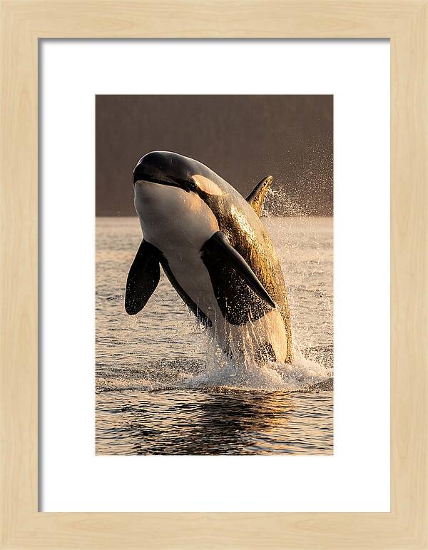 Orca Breaching In Sunset