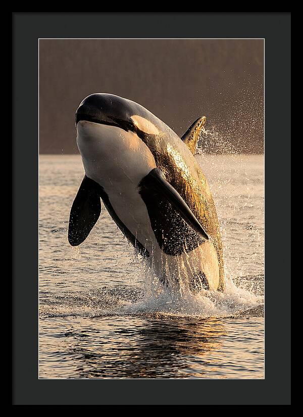 Orca Breaching In Sunset