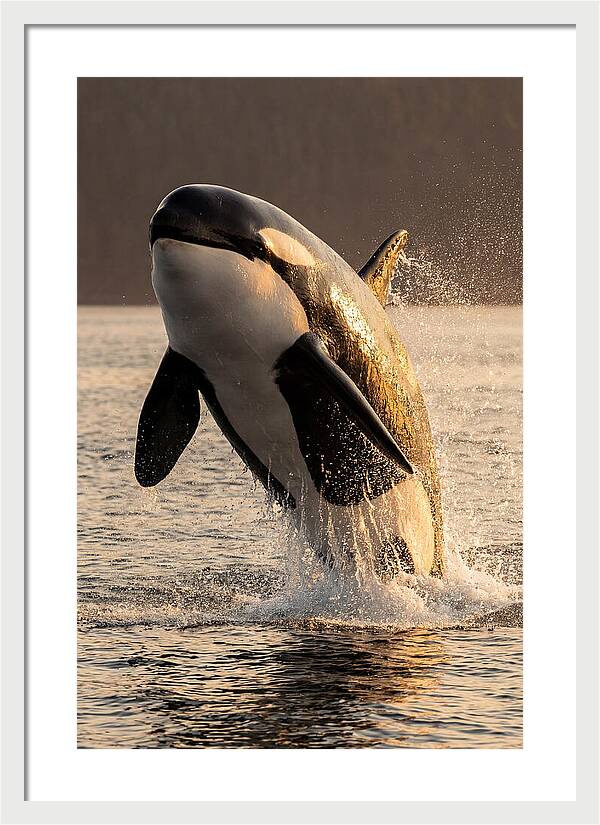 Orca Breaching In Sunset