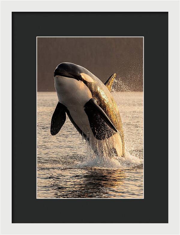 Orca Breaching In Sunset