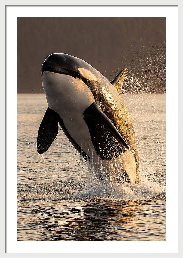 Orca Breaching In Sunset