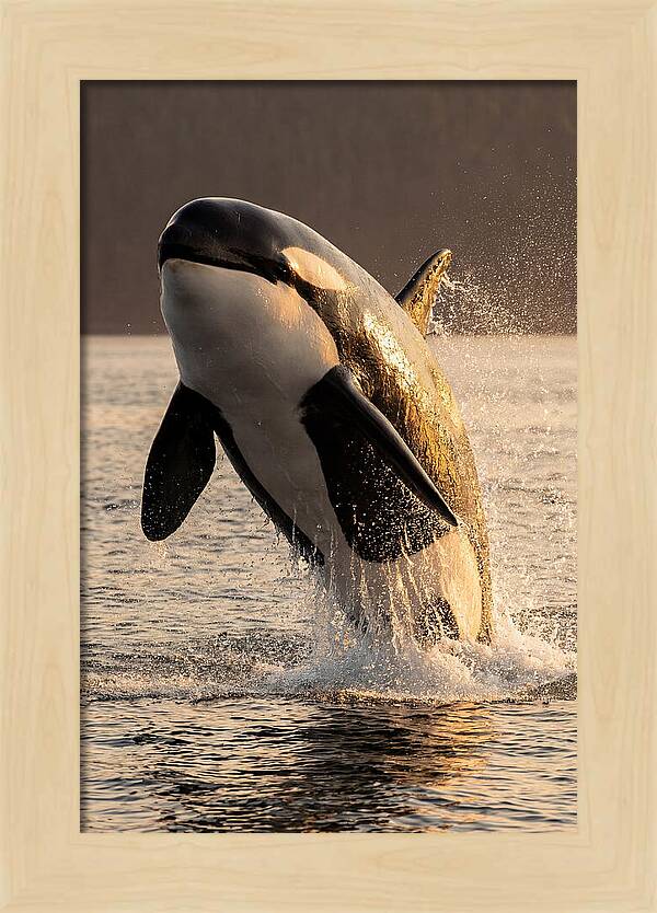 Orca Breaching In Sunset