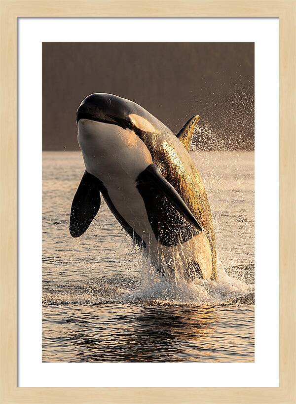 Orca Breaching In Sunset