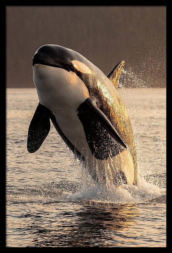 Orca Breaching In Sunset