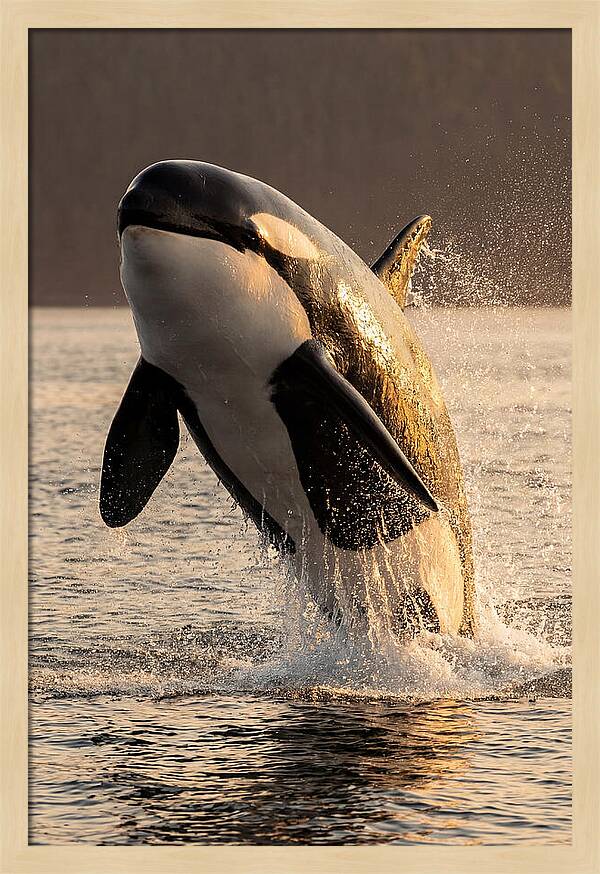 Orca Breaching In Sunset