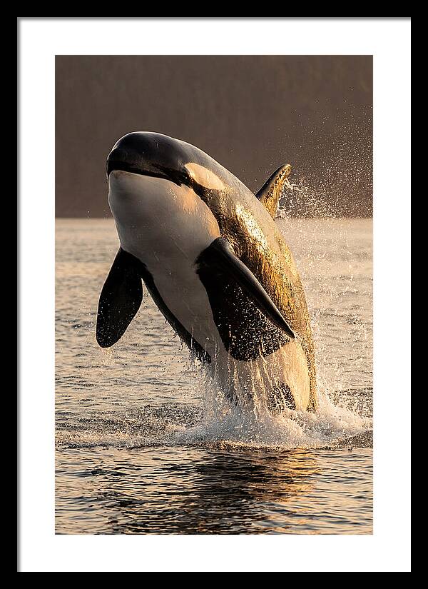 Orca Breaching In Sunset