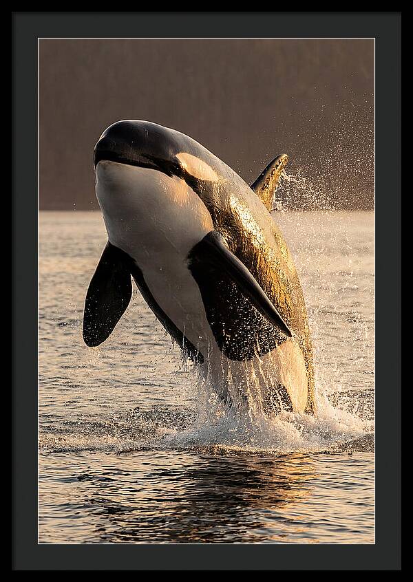 Orca Breaching In Sunset