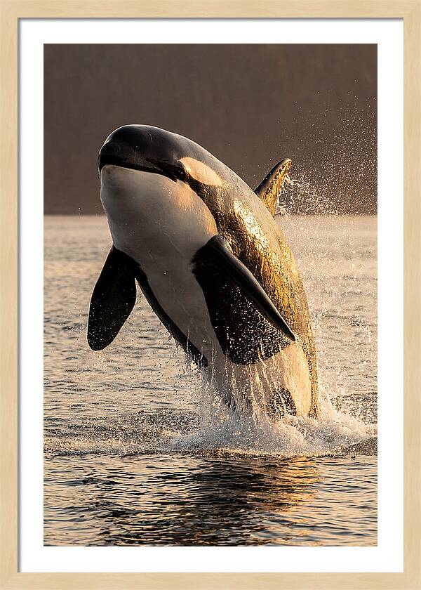 Orca Breaching In Sunset