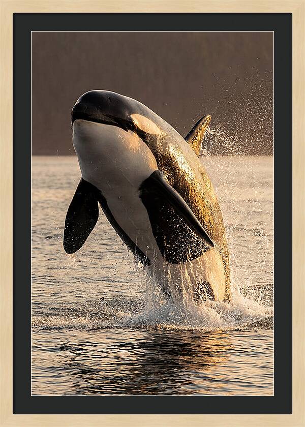Orca Breaching In Sunset