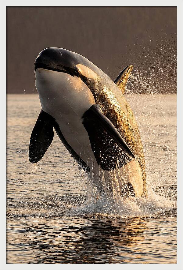 Orca Breaching In Sunset
