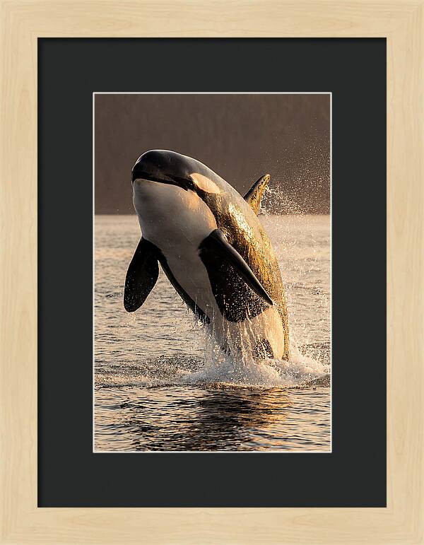 Orca Breaching In Sunset