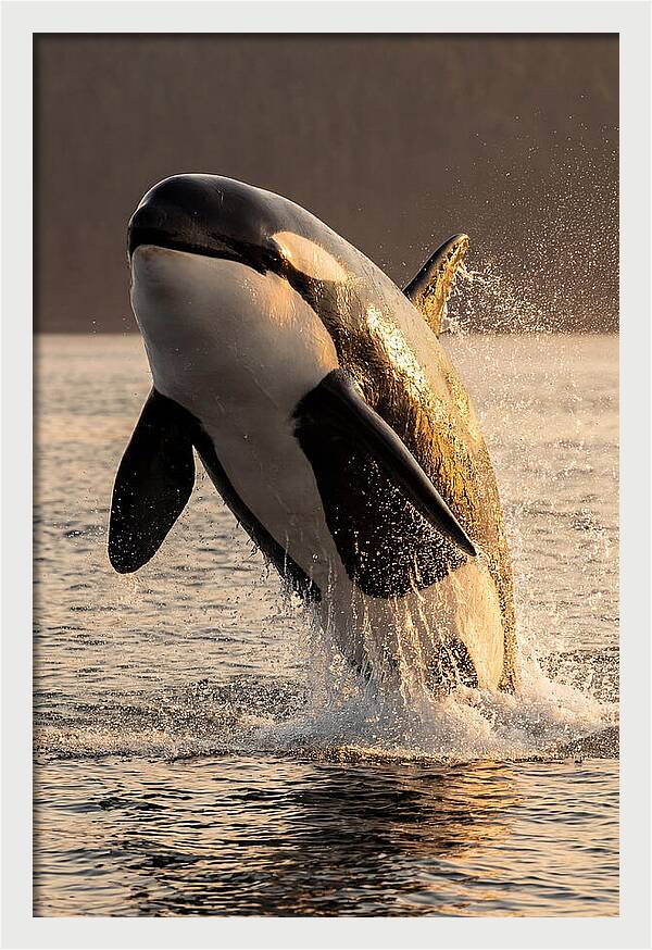 Orca Breaching In Sunset