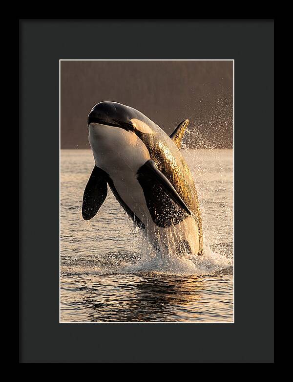 Orca Breaching In Sunset