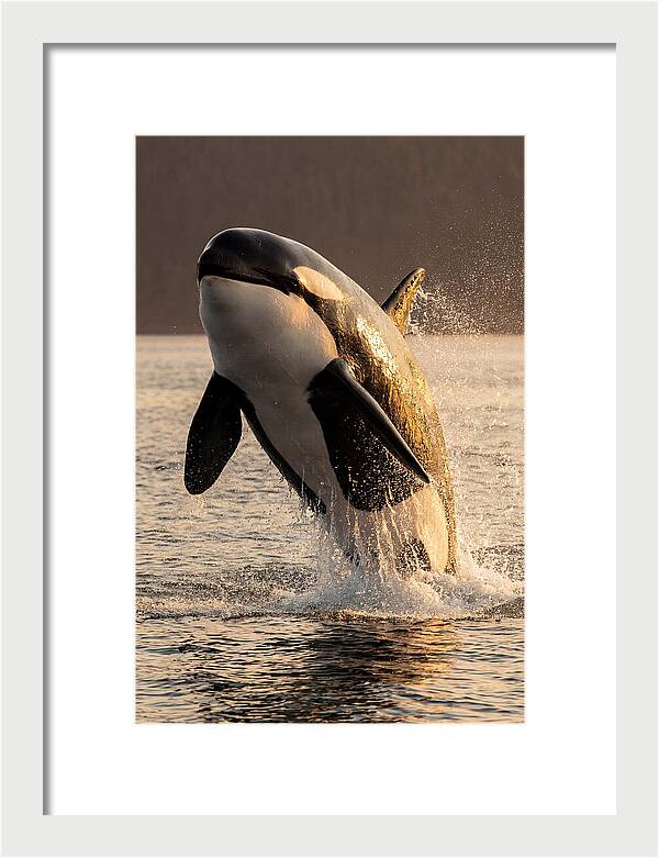 Orca Breaching In Sunset