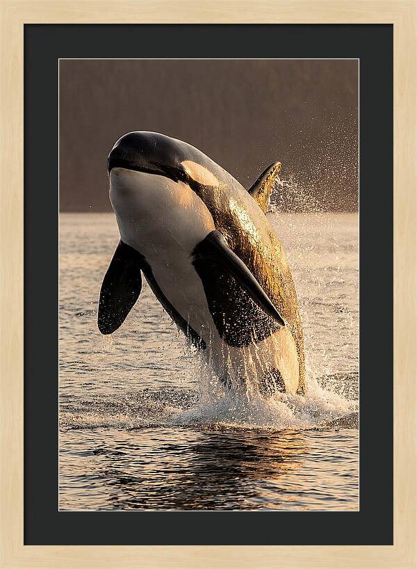 Orca Breaching In Sunset