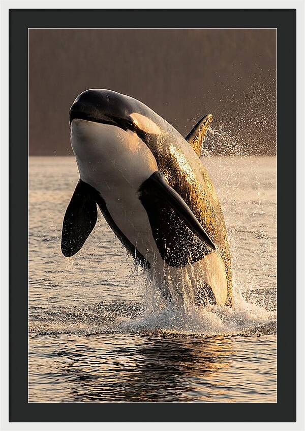 Orca Breaching In Sunset