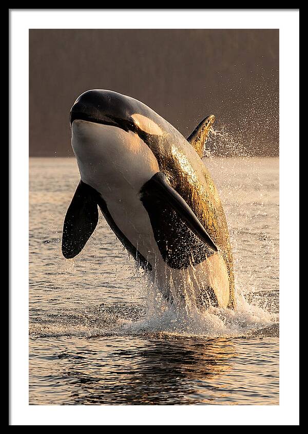 Orca Breaching In Sunset