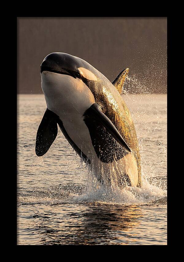 Orca Breaching In Sunset