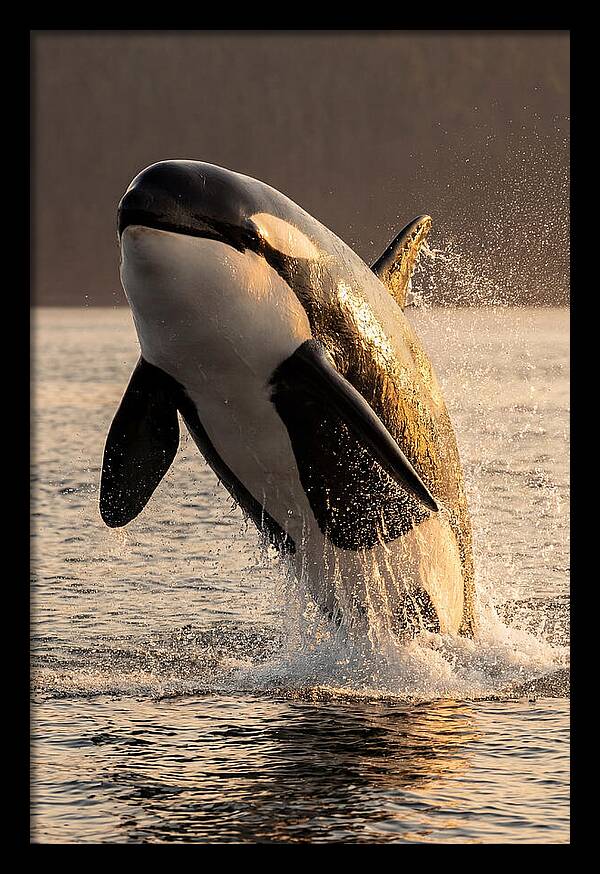 Orca Breaching In Sunset