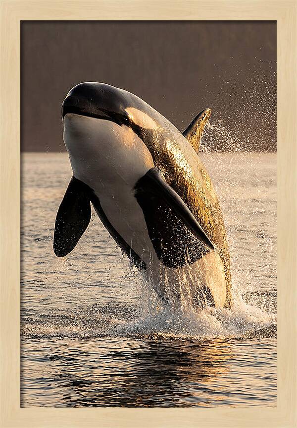 Orca Breaching In Sunset