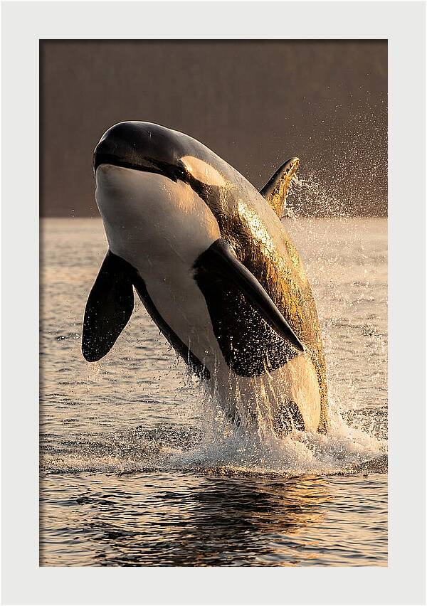 Orca Breaching In Sunset