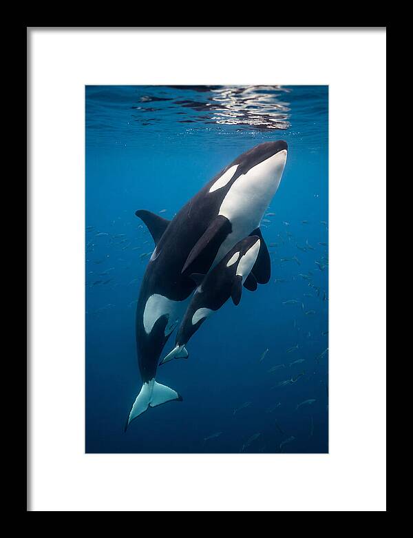 Orca Mother And Calf Swimming Together