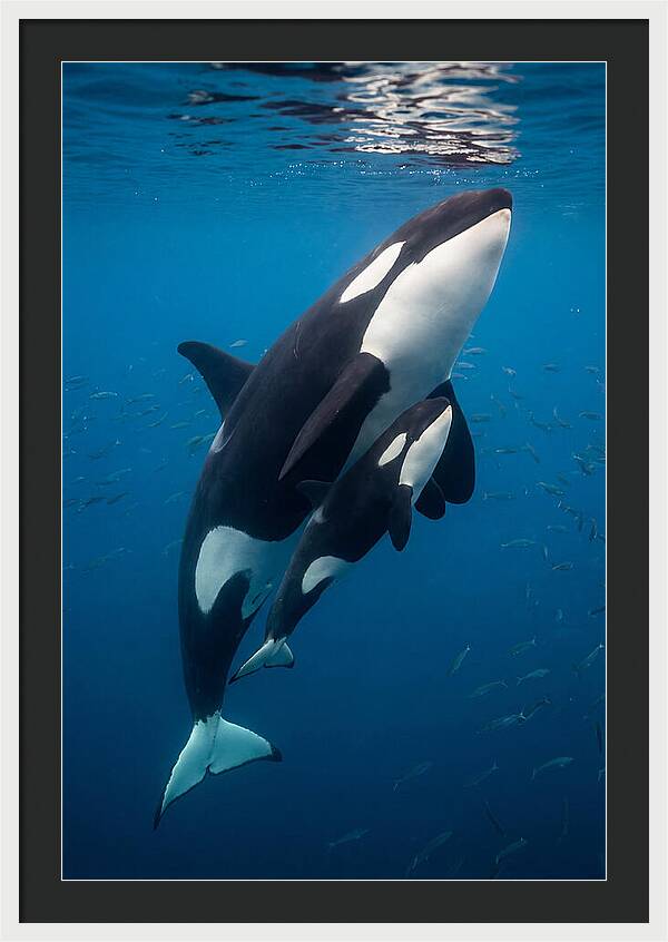 Orca Mother And Calf Swimming Together
