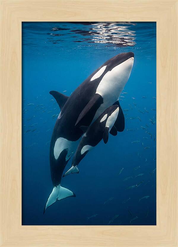 Orca Mother And Calf Swimming Together