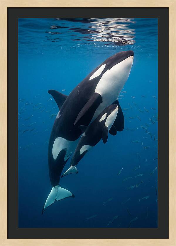 Orca Mother And Calf Swimming Together