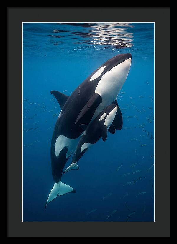 Orca Mother And Calf Swimming Together
